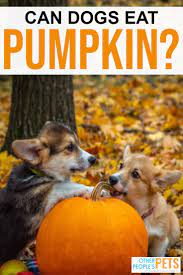 Can Dogs Eat Pumpkin Can Dogs Eat Pumpkin Can Dogs Eat Dog Eating