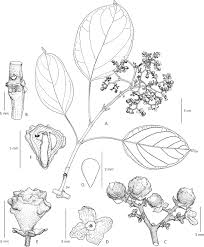 Image result for Premna velutina