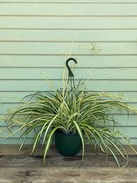 Image result for Chlorophytum galpinii