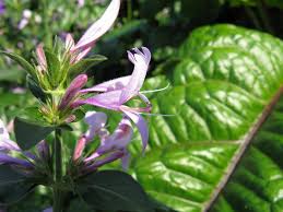 Image result for Hypoestes aristata