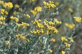 Image result for Helichrysum keilii