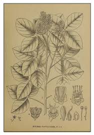 Image result for Rourea coccinea