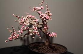Find bonsai tree cherry blossom now! Pink Cherry Blossom Bonsai Tree Ampa Events