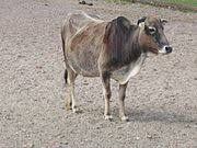 They have a white face that runs behind their ears and down their chest, dewlap and under their belly. Miniature Cattle Wikipedia