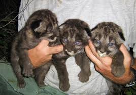 Maybe you would like to learn more about one of these? Hybrid Panthers Helping Rare Cat Rebound In Florida
