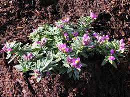 Image result for Polygala gazensis
