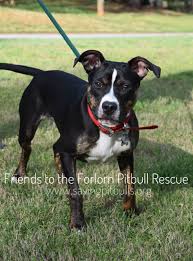 Black And White Pointer Pitbull Mix Adopt A Bulls Fttf Pitbull Terrier Pitbull Mix Breeds Pets