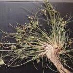 Image result for Fimbristylis squarrosa