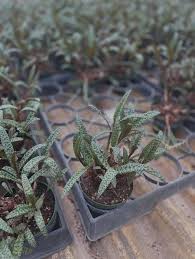 Image result for Salacia leptoclada