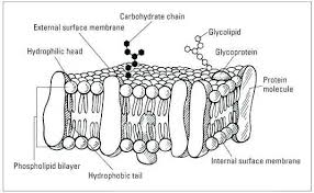 Cell Membrane Coloring Worksheet Answer Sheet In 2020 Cell Membrane Coloring Worksheet Plasma Membrane Cell Membrane