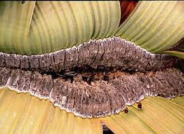 Image result for Pandiaka welwitschii