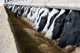 More Milk Cows Are Ending Up As Hamburgers In Latest Virus Twist Bloomberg