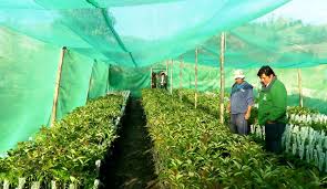 Resultado de imagen para viveros frutales