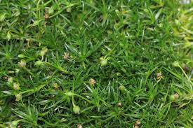 Image result for Sagina