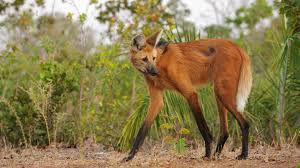 Prime Video: Planet Earth III, Season 1