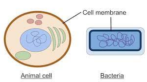 True false the answer is true. Why Is The Cell Membrane Important Video Lesson Transcript Study Com