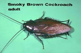 In that case, it is not the water killing the insect, but rather the heat. How To Get Rid Of Water Bugs