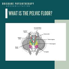 Image result for Pelvic Floor Dysfunction