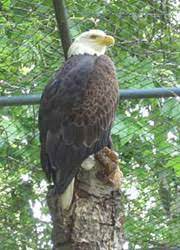 It is a holocrine gland enclosed in a connective tissue capsule made up of glandular acini that deposit their oil secretion into a common collector tube ending in a variable number of pores (openings), most typically two. Vogel Burzel Druse Einfach Erklart