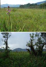 Image result for Vittaria reekmansii