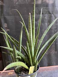 Image result for Sansevieria dooneri