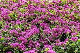 Image result for Congolanthus