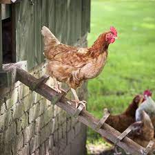 We did not find results for: 23 Best Chicken Coop Kits For Sale Cool Backyard Chicken Coops To Buy
