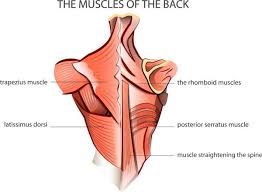 There is a printable worksheet available for download here so you can take the quiz with. áˆ Back Muscle Diagrams Labeled Stock Vectors Royalty Free Trapezius Illustrations Download On Depositphotos