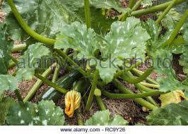 Celebrate your grad with catering on meals 2go. Squash Blossoms Zucchini Flowers In Plate Edible Courgette Flowers In Plastic Box Package Container Organic Food Stock Photo Alamy