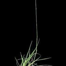 Image result for Sporobolus ioclados