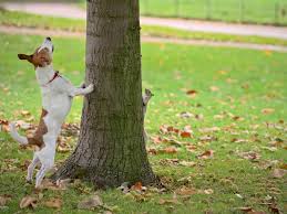 Squirrels absolutely detest the spicyness of cayenne, according to the the old farmer's almanac, so they'll keep away until the rain comes. Keep Squirrels Out Of Your Garden Hgtv