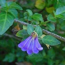 Image result for Sclerochiton