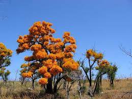 The Australian Christmas Tree Nuytsia Floribunda And Its Ingenious Way Of Survival Australian Christmas Tree Australian Trees Australian Christmas