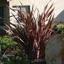 Image result for Phormiaceae