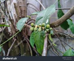 Image result for Gnetaceae