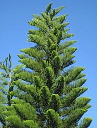 Feel just like you are laying on the sand by the beach with our fabulous beach and coastal party supplies! 6 Aussie Christmas Trees That Are Better Than The Traditional Pine