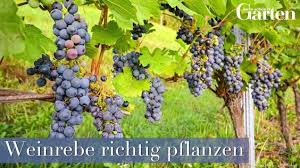 Weinreben Schneiden Mein Schoner Garten Weinreben Pflanzen Pflanzen Weintrauben Pflanzen