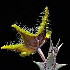 Image result for Orbea dummeri