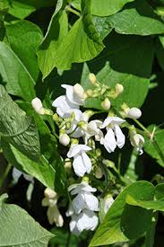 Image result for Phaseolus coccineus