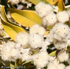 Image result for Tarchonanthus trilobus