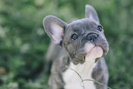 Breeders like to send french bulldog puppies to their new homes when they are nine or 10 weeks old. Origins Of The 50 Most Popular Dog Breeds Wfmj Com