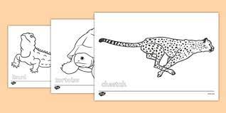 Select from 36755 printable coloring pages of cartoons, animals, nature, bible and many more. Desert Animals Colouring Sheets
