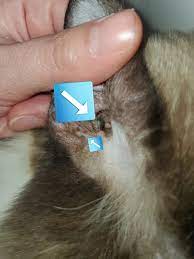 Apocrine Cysts Blue Lumps On The Skin Ears Of Cats Tails Tips