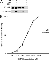 Check spelling or type a new query. Fibronectin Binds And Enhances The Activity Of Bone Morphogenetic Protein 1 Journal Of Biological Chemistry