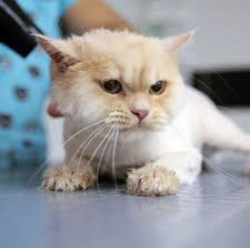 Istanbulda Kedinizi Tras Ettirebileceginiz Pet Kuaforler Kedi Blog