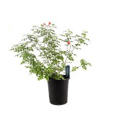 Image result for Tecomaria