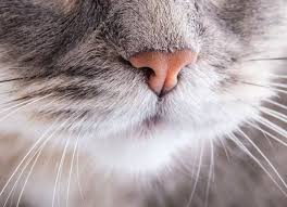 If your cat sneezes only occasionally, no treatment is generally needed. Cat Cold Remedies Remedies For Cat Sneezing And Runny Nose Petmd Cat Nose Cat Cold Cat Sneezing