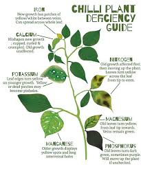 Tree Leaves Tell You What How The Plant Is Doing Chilli Plant Plants Plant Nutrients