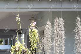 Roof orchid / orchid island roofing | our focus is on quality. Flower Hang On Terrace To Decoration Balcony Garden And Hanging Stock Photo Picture And Royalty Free Image Image 146588685
