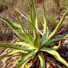 Image result for Cyphostemma kilimandscharicum